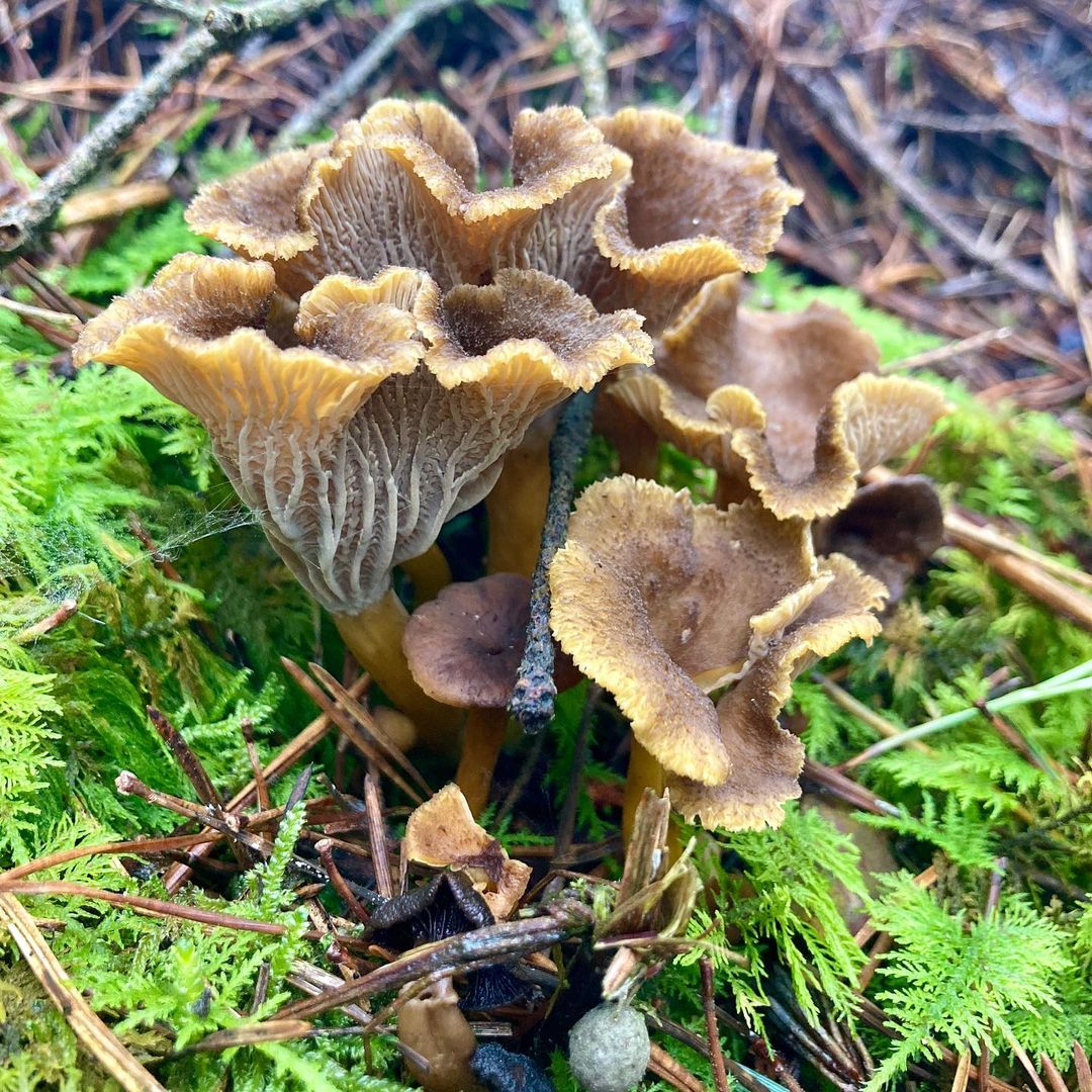 Лисичка трубчатая (Craterellus tubaeformis)