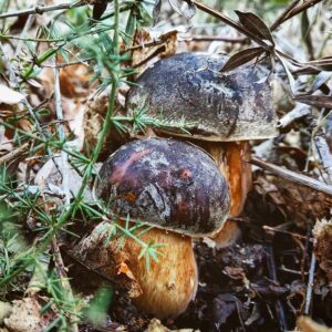 Медный гриб (Boletus aereus)