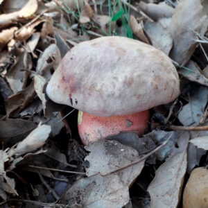 Ложный сатанинский (Rubroboletus legaliae)