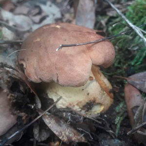 Боровик девичий (Boletus appendiculatus
