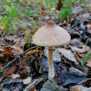 Зонтик сосцевидный (Macrolepiota mastoidea)