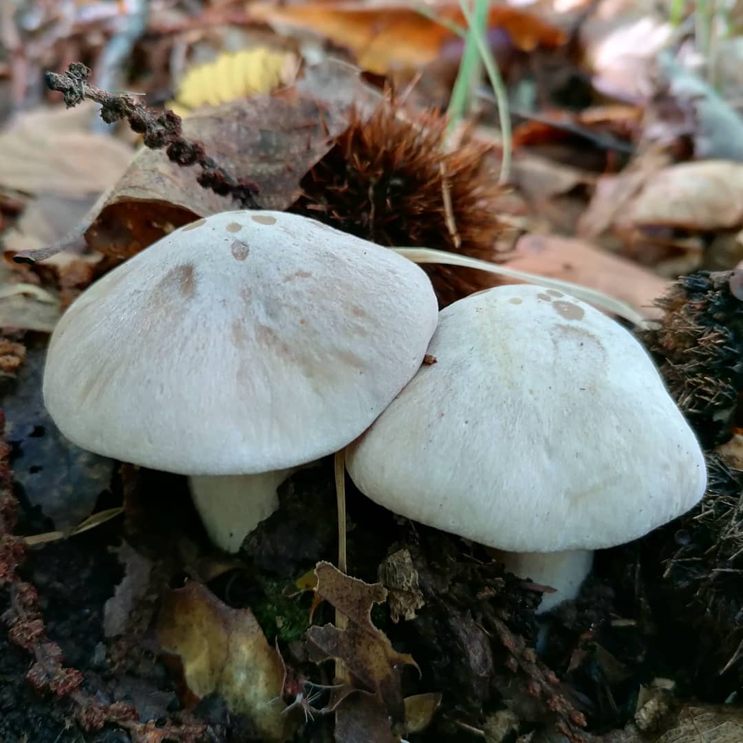 Энтолома ядовитая (Entoloma sinuatum)