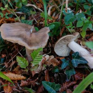 Розовопластинник ядовитый (Entoloma sinuatum)