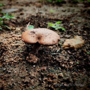 Шампиньон двуспоровый (Agaricus bisporus)