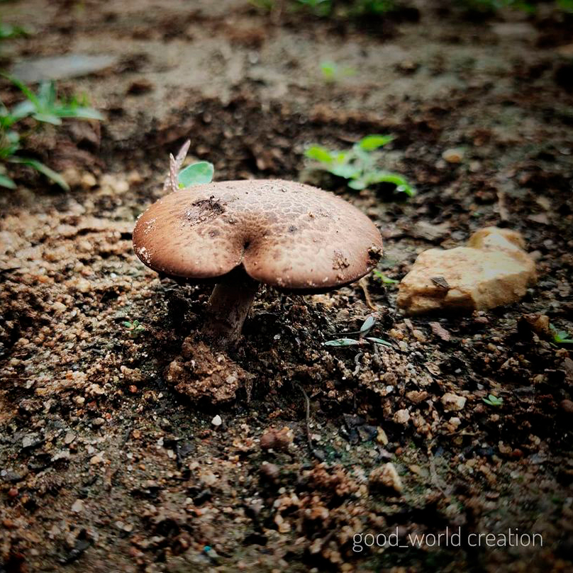Шампиньон двуспоровый (Agaricus bisporus)