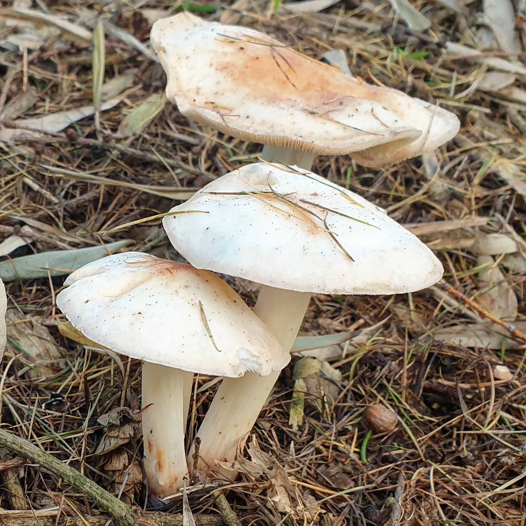 Коллибия пятнистая (Rhodocollybia maculata)
