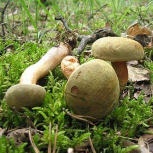 Моховик зеленый (Boletus subtomentosus)