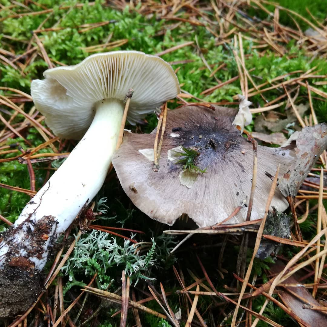 Рядовка серая (Tricholoma portentosum)