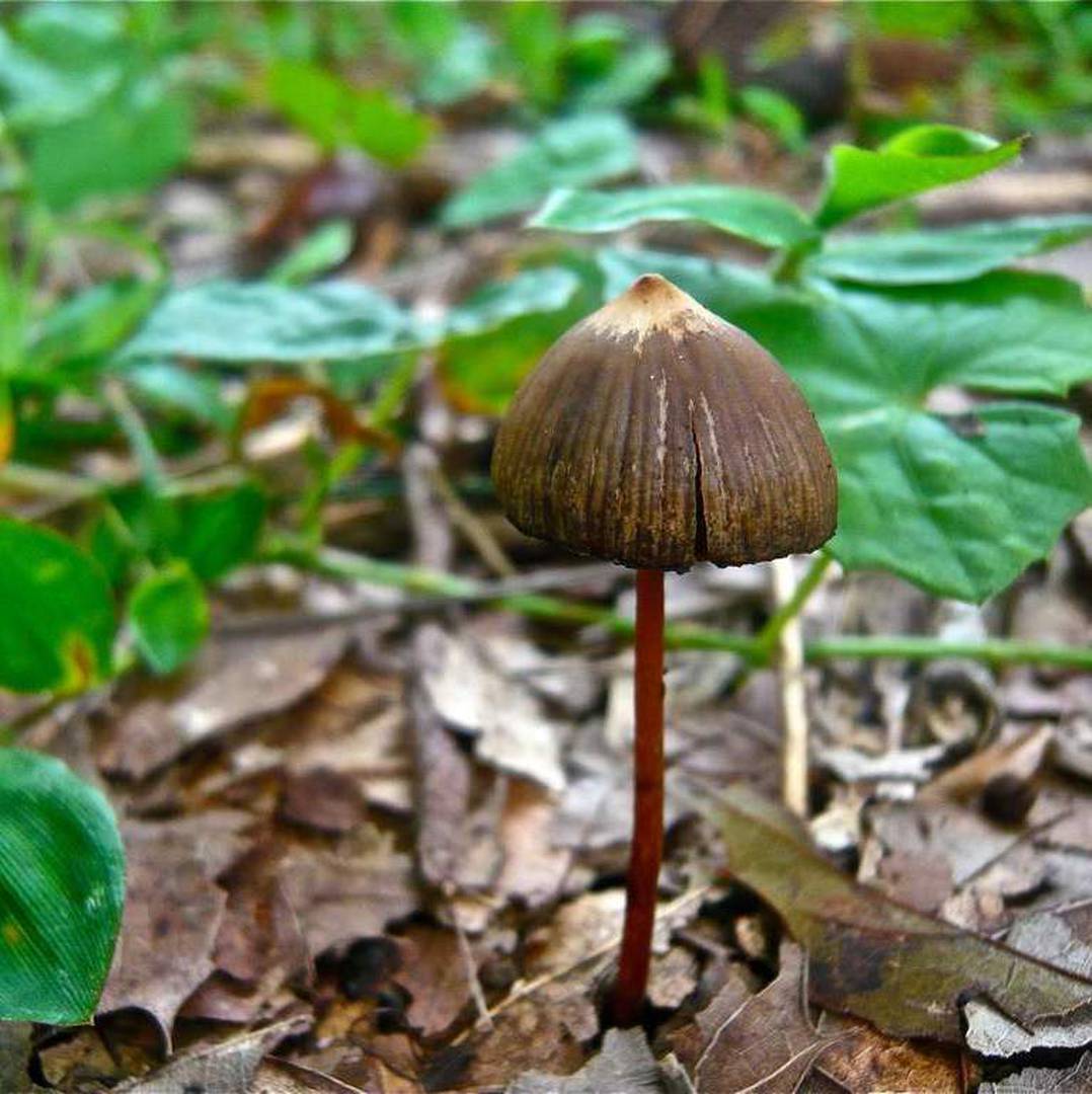 Псилоцибе мексиканская (Psilocybe mexicana) 