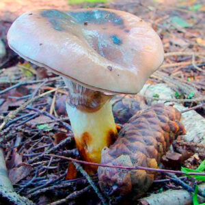 Мокруха пятнистая (Gomphidius maculatus)