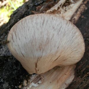 Вешенка зачехленная (Pleurotus calyptratus)