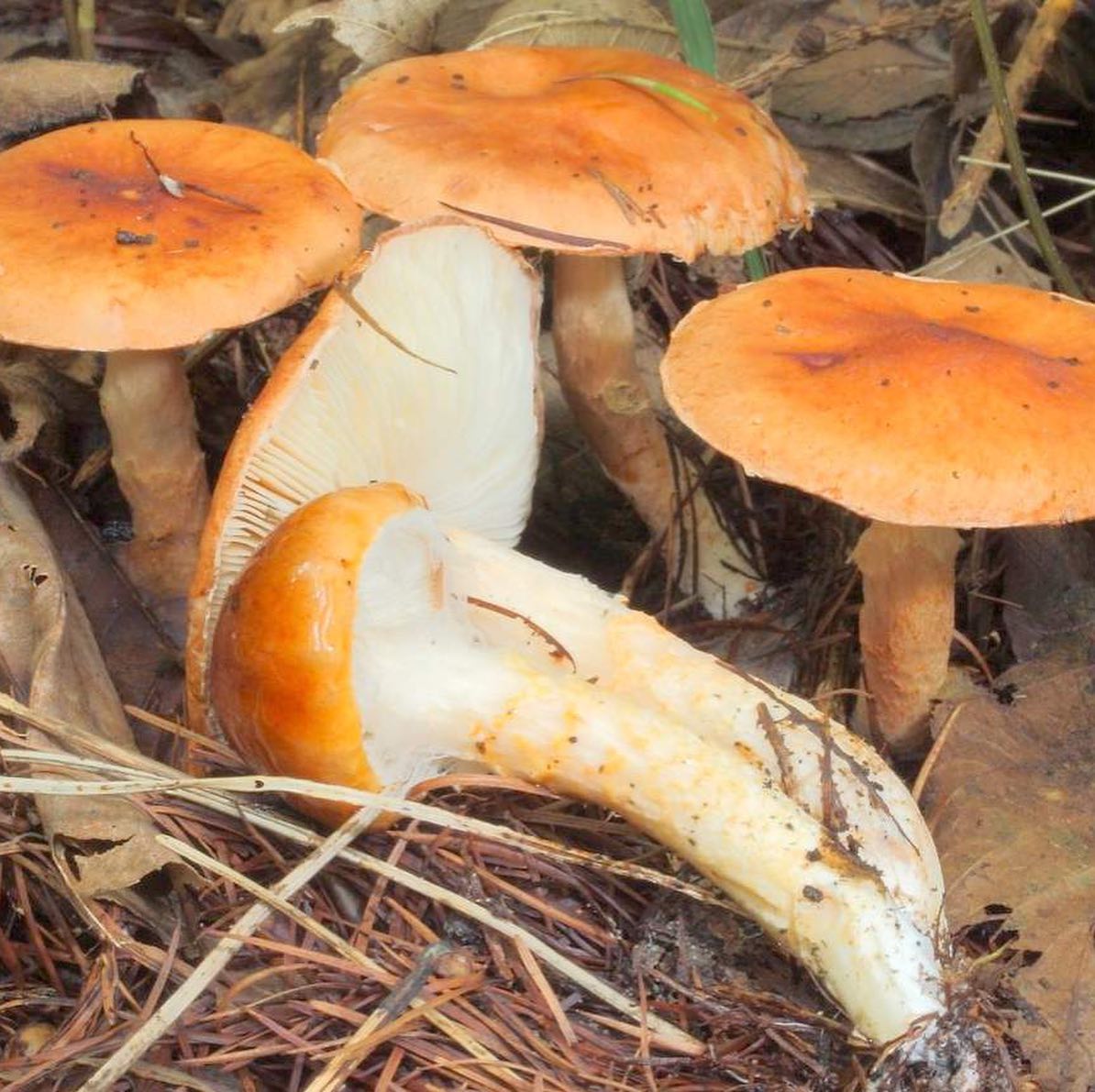 Лимацелла клейкая (Limacella glischra)