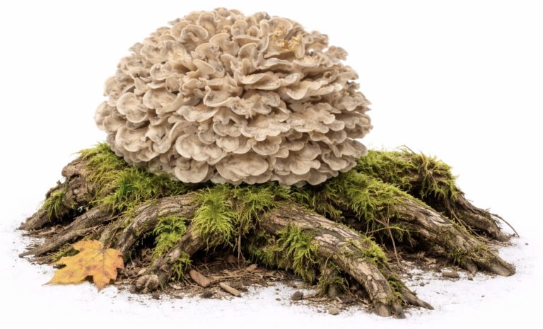 Грифола курчавая (Grifola frondosa)