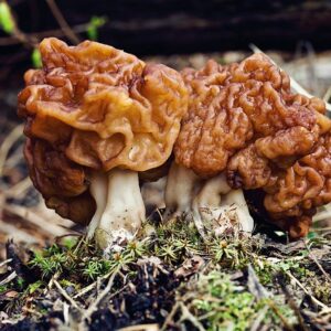 Строчок обыкновенный (Gyromitra esculenta)