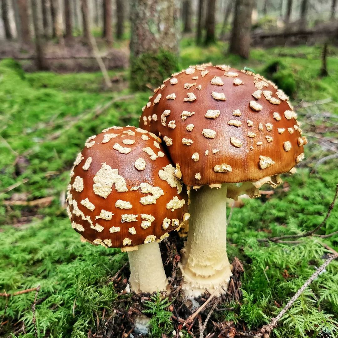 Мухомор королевский (Amanita regalis)