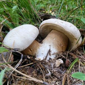 Боровик Берроуза (Boletus barrowsii)