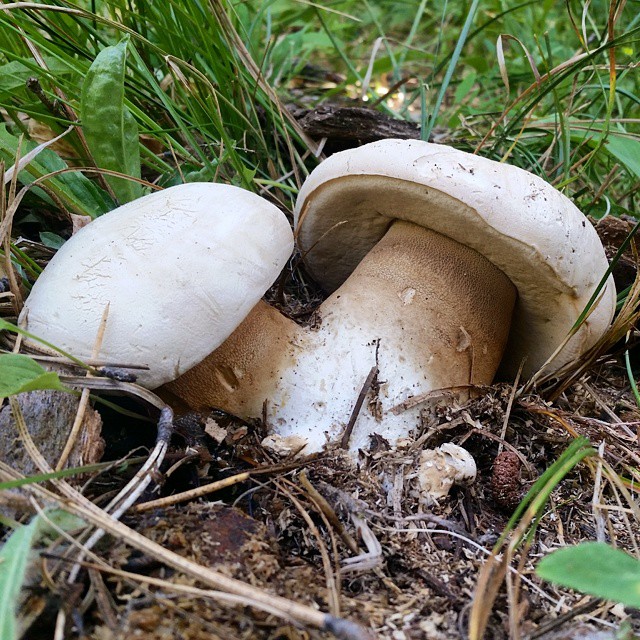 Боровик Берроуза (Boletus barrowsii)