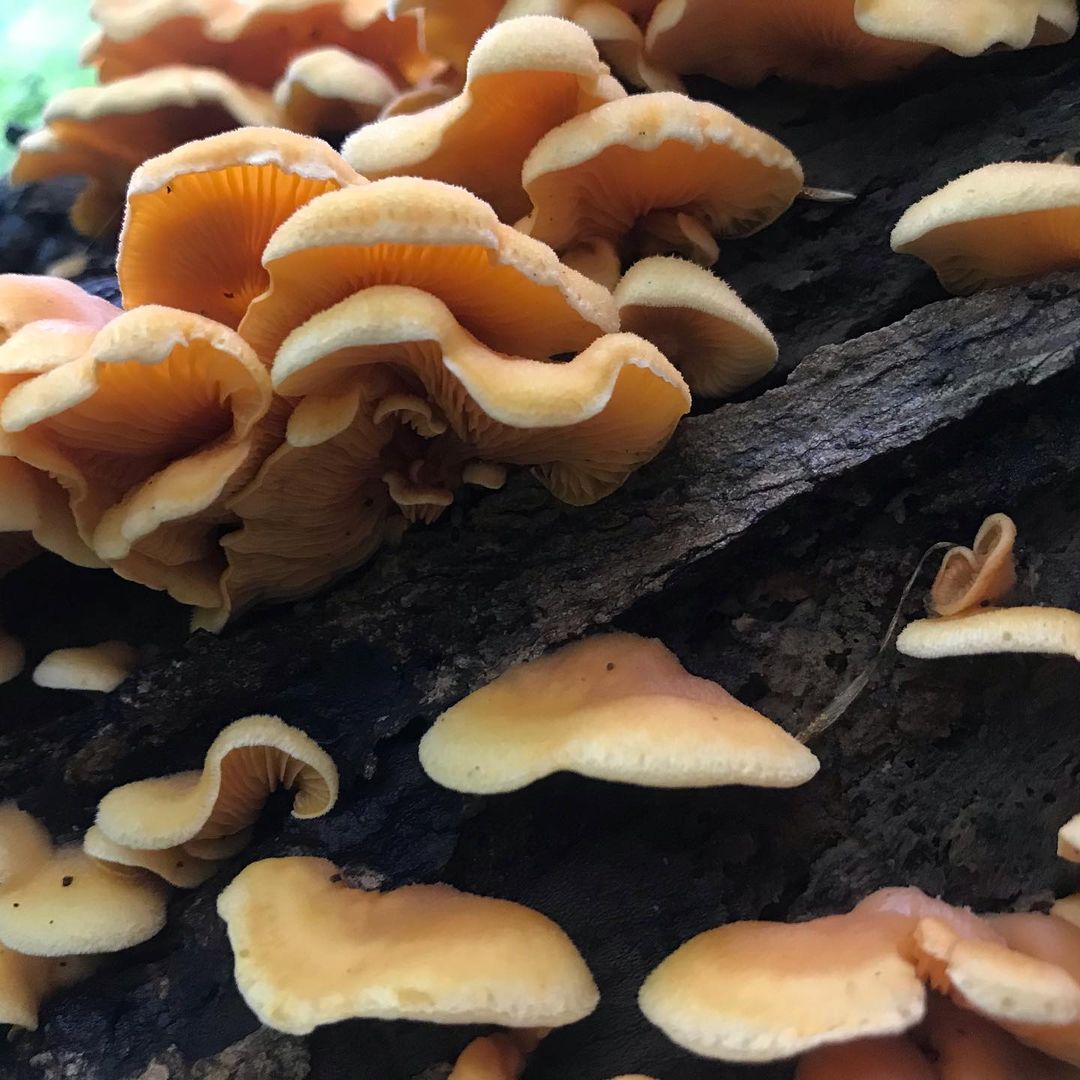 Вешенка оранжевая (Phyllotopsis nidulans)