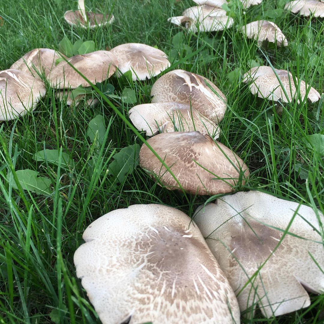 Шампиньон плоскошляпковый (Agaricus placomyces)