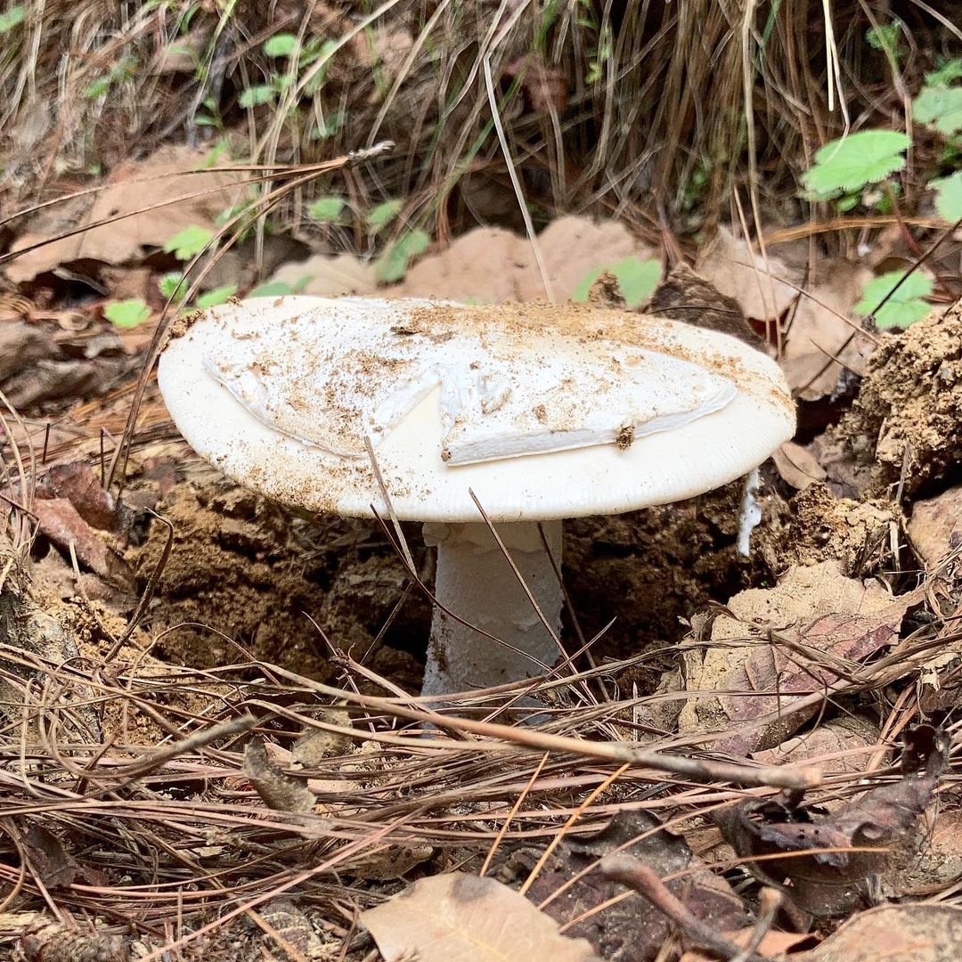 Amanita ocreata