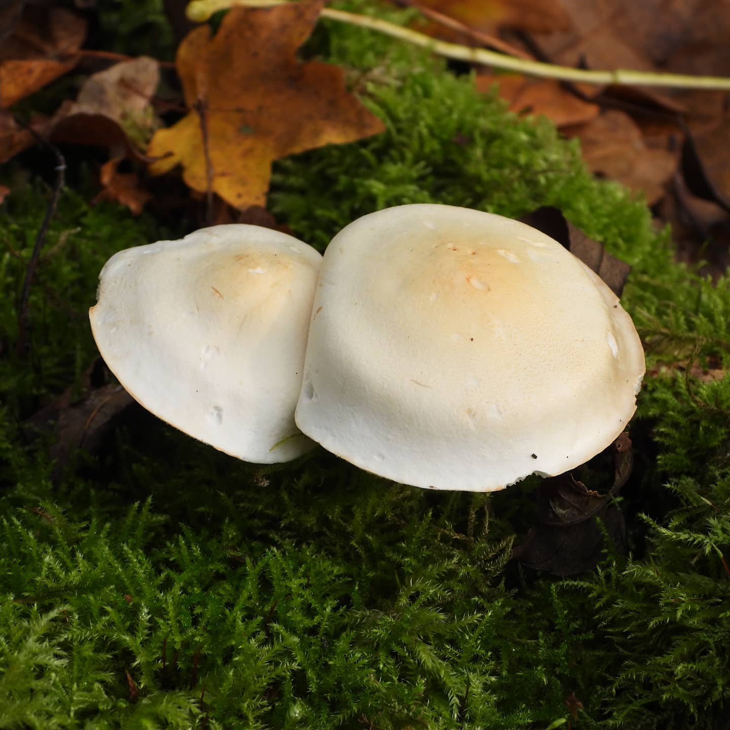 Рядовка частопластинковая (Tricholoma stiparophyllum)