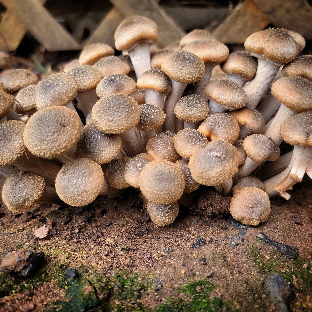 Опенок северный (Armillaria borealis)