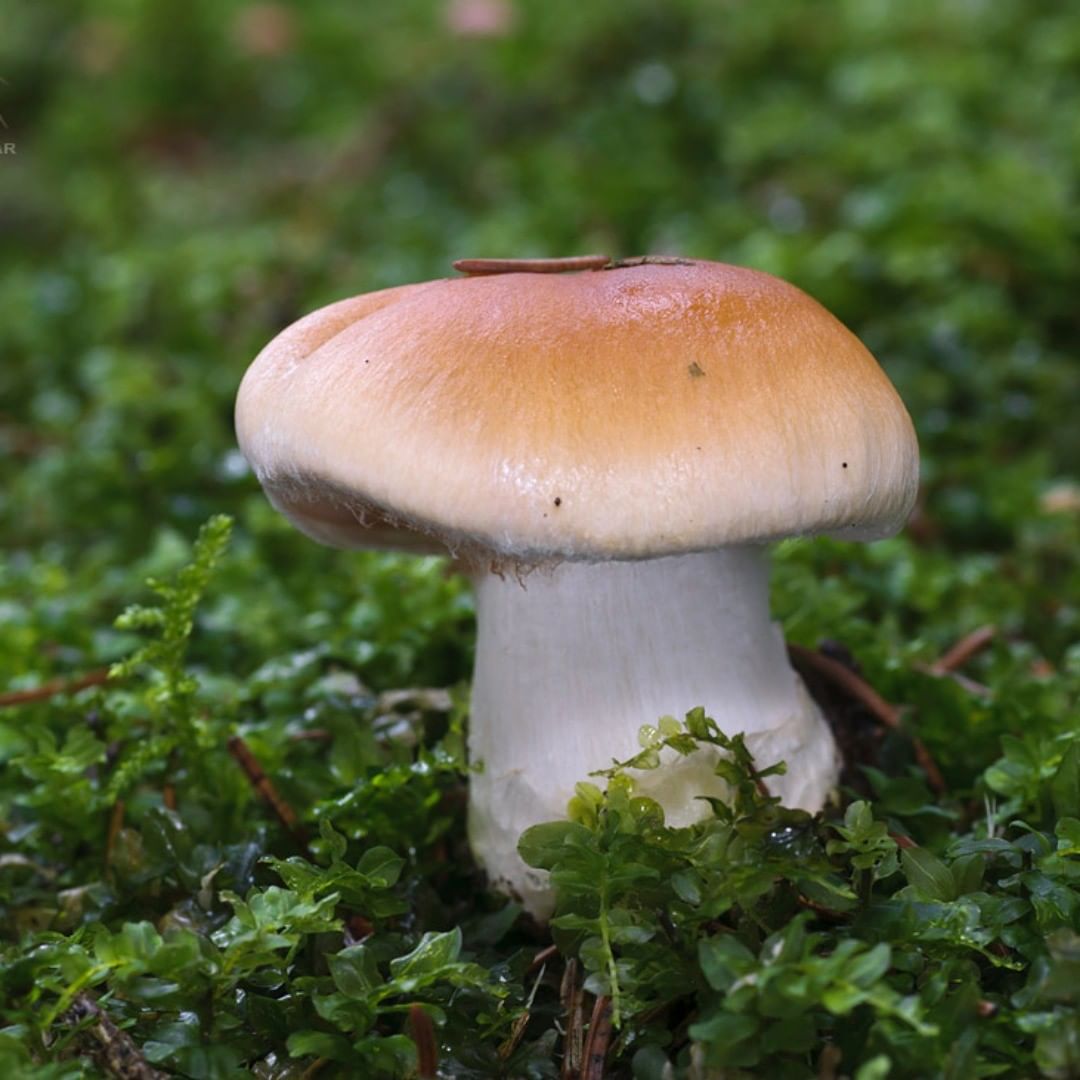 Паутинник изменчивый (Cortinarius varius)