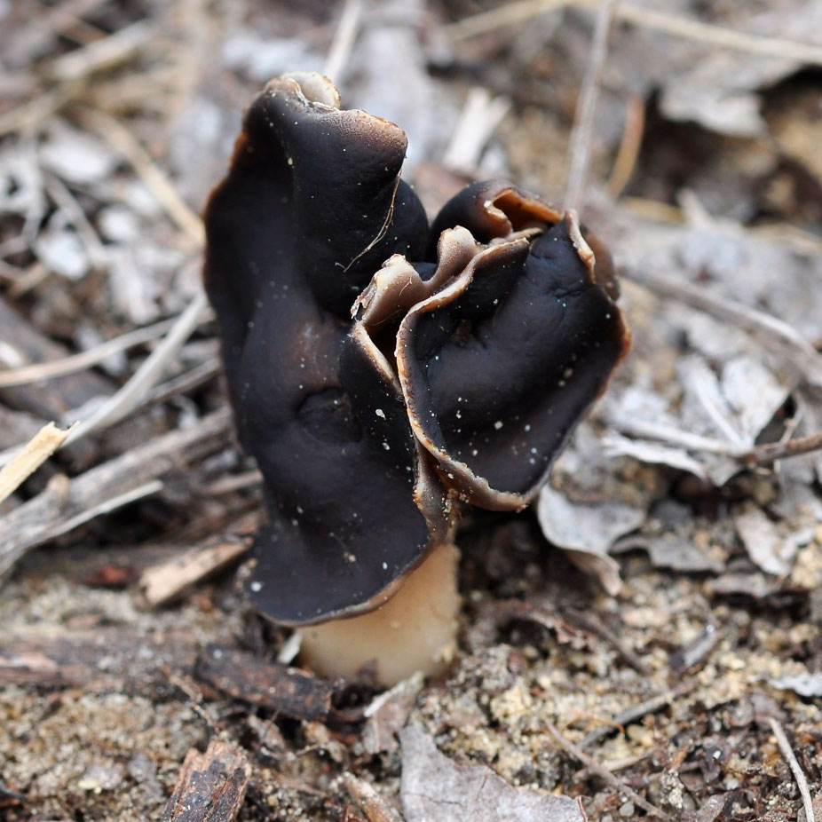 Лопастник белоножковый (Helvella spadicea)