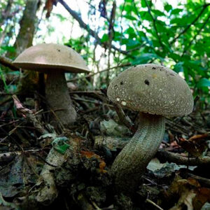 Пепельно-серый подберезовик (Leccinum leucophaeum)