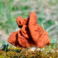 Cтрочок пучковый (Gyromitra fastigiata)