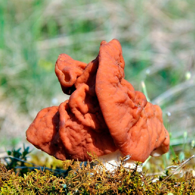 Cтрочок пучковый (Gyromitra fastigiata)
