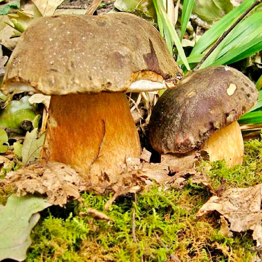 Болет полубронзовый (Boletus subaereus)
