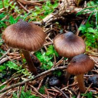 Волоконница острая (Inocybe acuta)