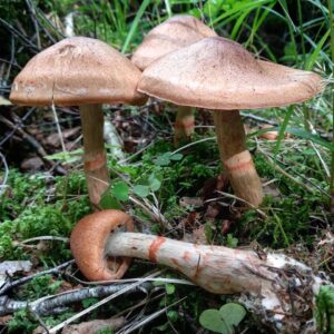 Паутинник браслетчатый (Cortinarius armillatus