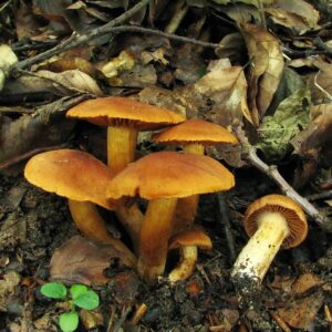 Паутинник горный (Cortinarius orellanus)