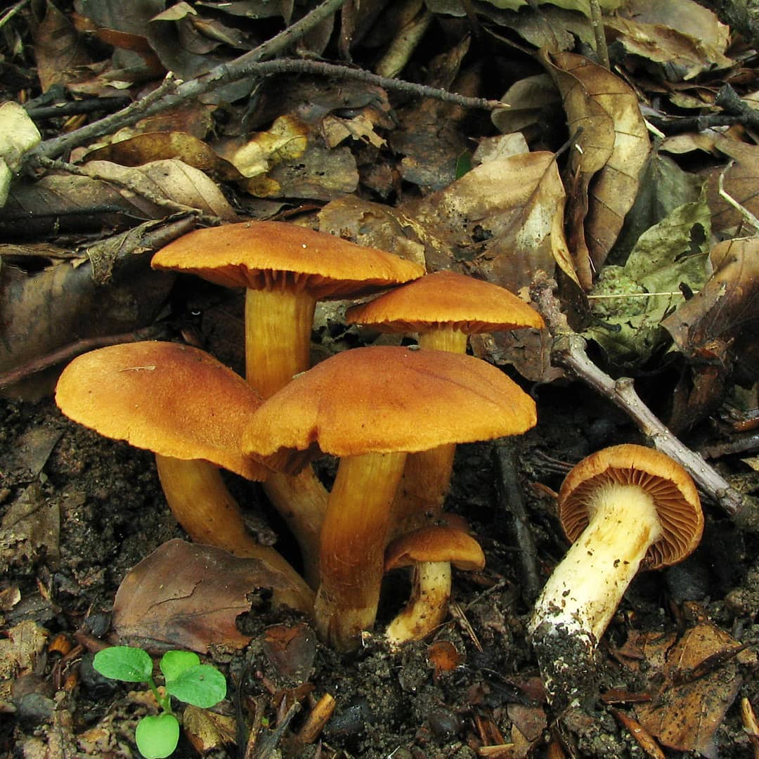 Паутинник оранжево-красный (Cortinarius orellanus)