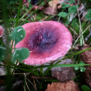 Сыроежка буреющая (Russula xerampelina)