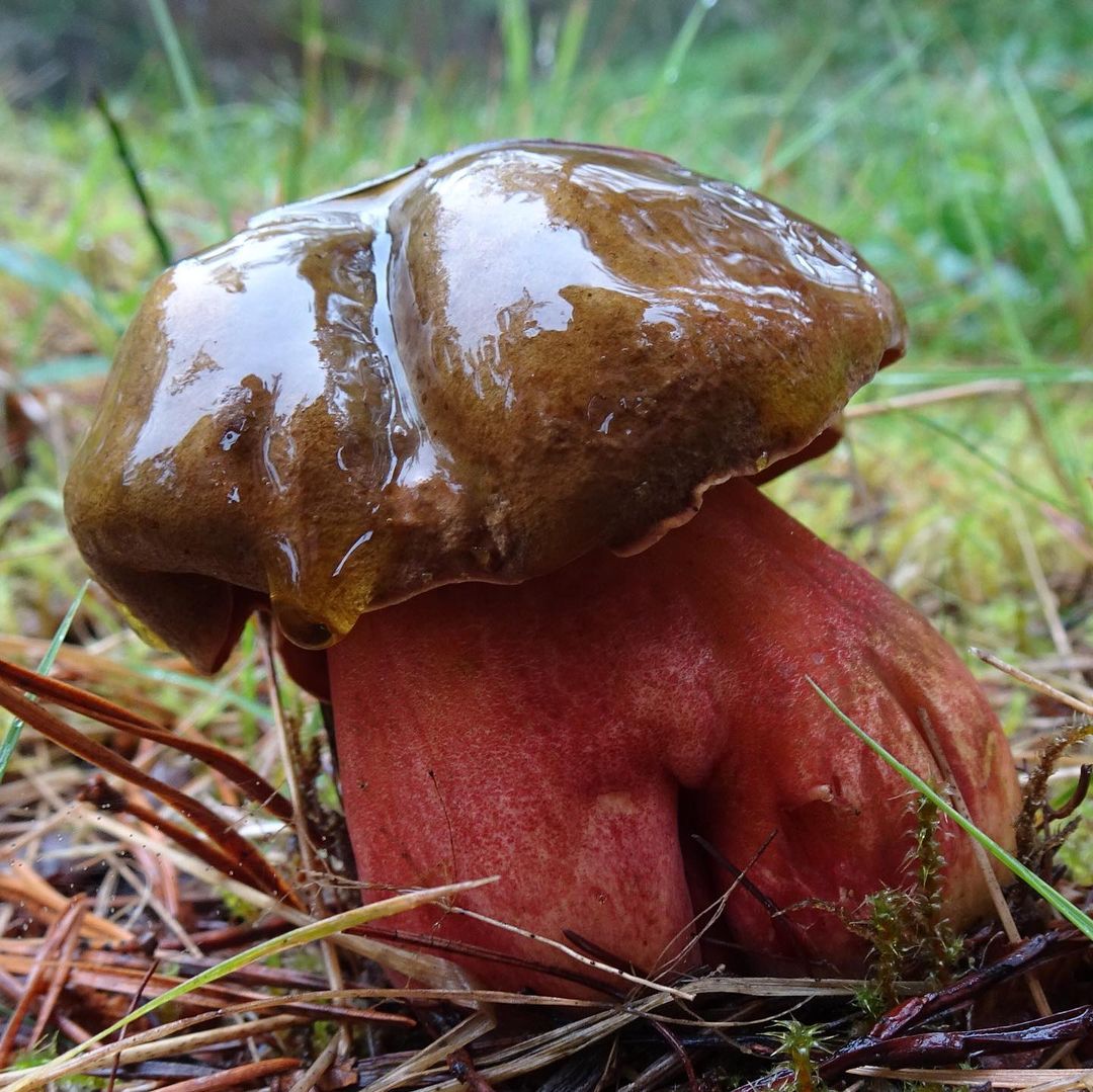 Дубовик крапчатый (Boletus erythropus)