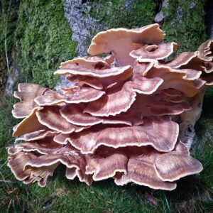 Мерипилус гигантский (Meripilus giganteus)
