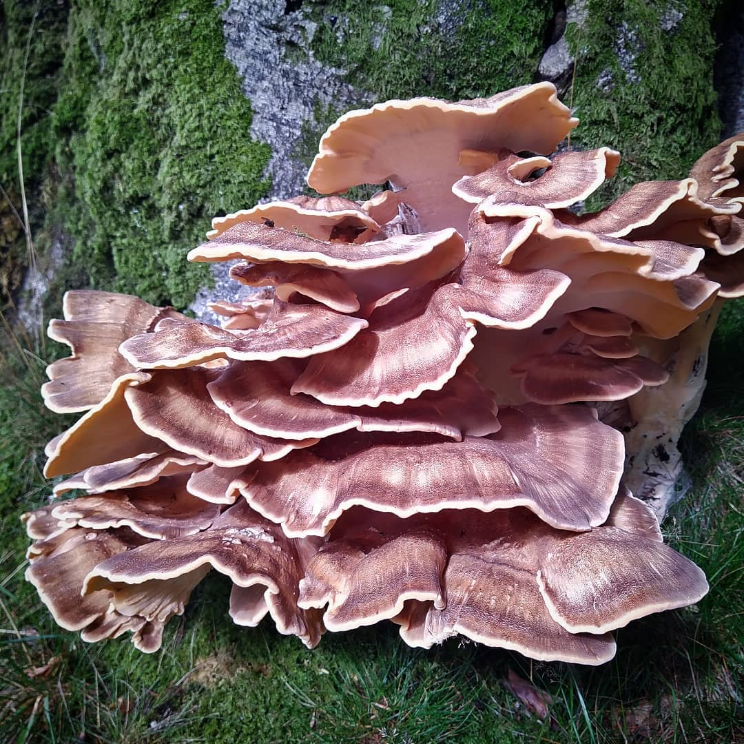 Мерипилус гигантский (Meripilus giganteus)