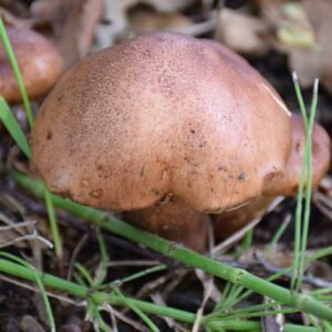 Рядовка желто-бурая (Tricholoma fulvum)
