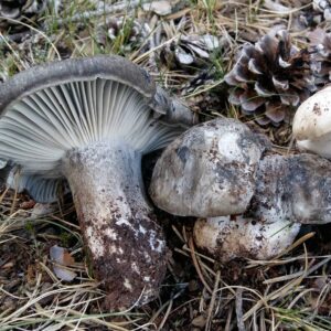 Гигрофор ранний (Hygrophorus marzuolus)