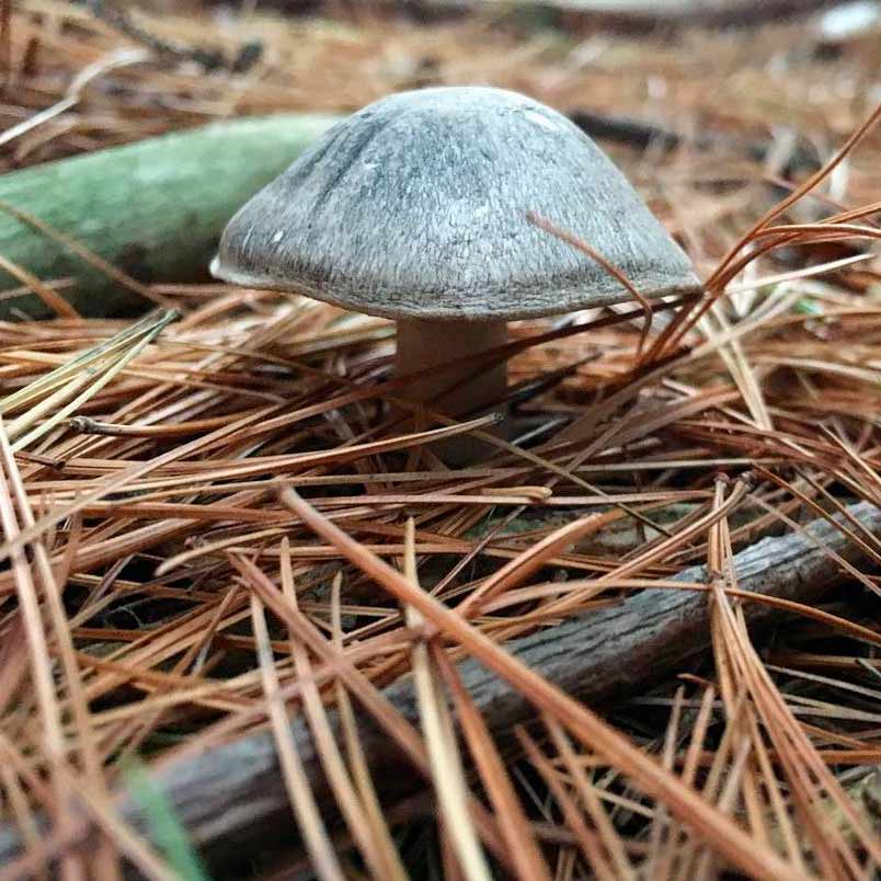 Рядовка печальная (Tricholoma triste)