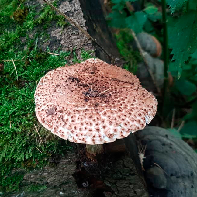 Лепиота ядовитая (Lepiota helveola)