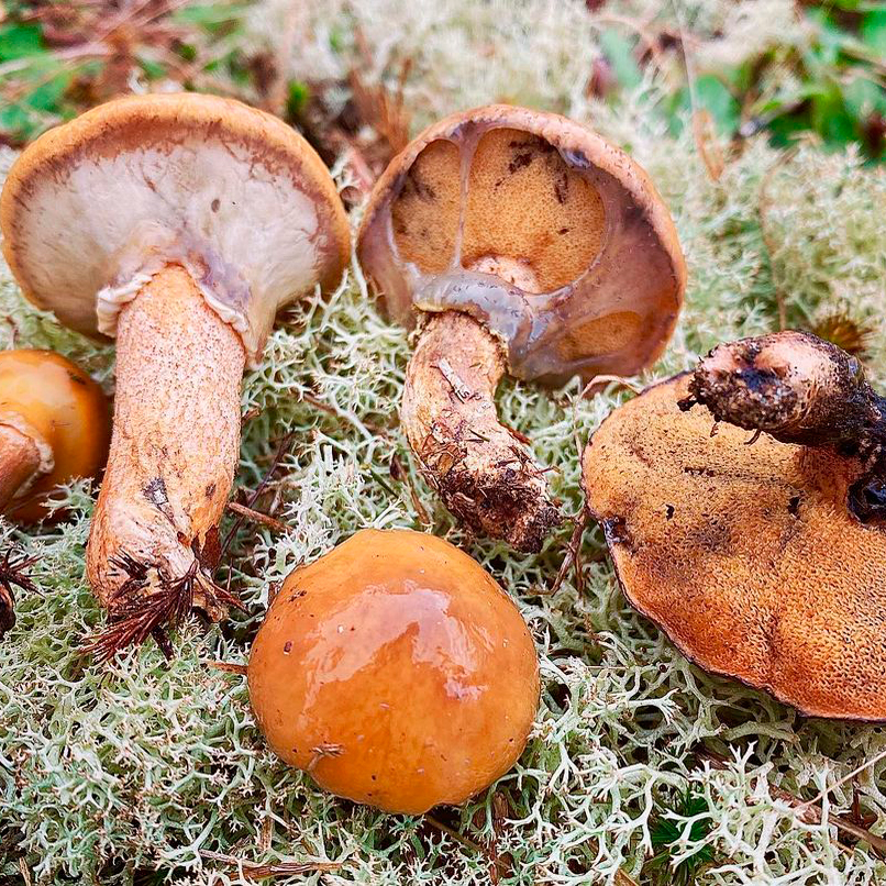 Масленок желтоватый (Suillus salmonicolor)