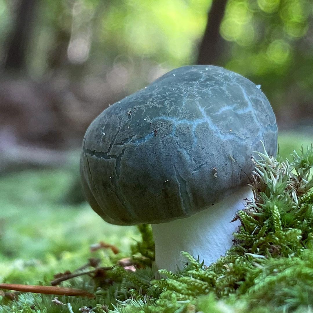 Сыроежка зеленоватая (Russula virescens) Условно-съедобна