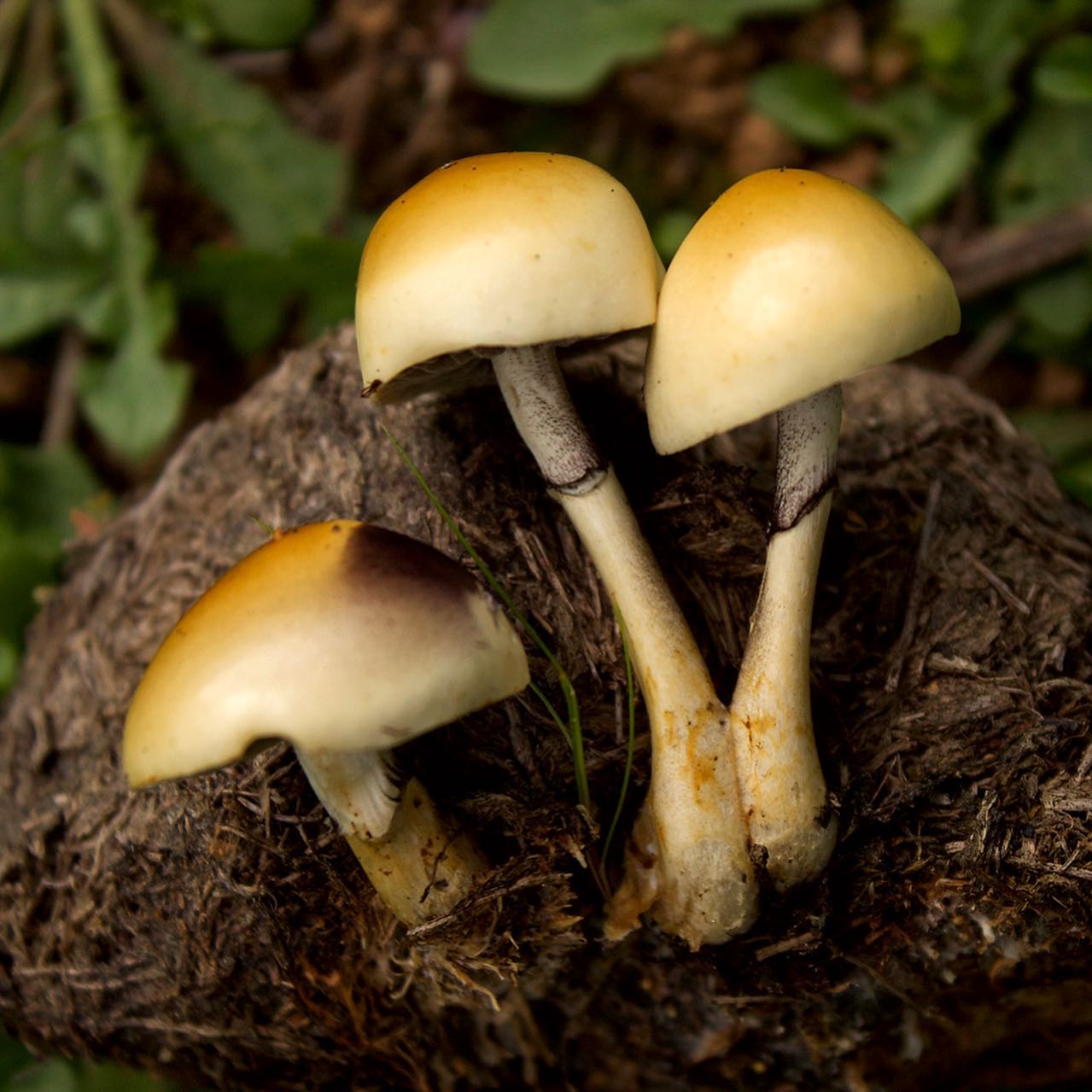 Строфария полушаровидная (Protostropharia semiglobata)