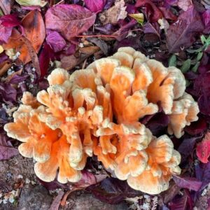 Летипорус разноспоровый (Laetiporus versisporus)