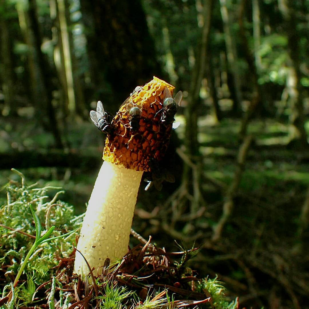 Веселка хрящеватая (Phallus costatus)