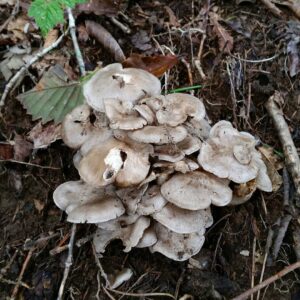 Лиофиллум дымчато-серый (Lyophyllum fumosum)
